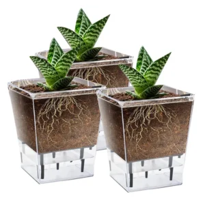 Spider Plant Planter